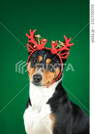 portrait of Basenji dog in Christmas antlers of deer on green background portrait of Basenji dog in Christmas antlers of deer on green background 132750359