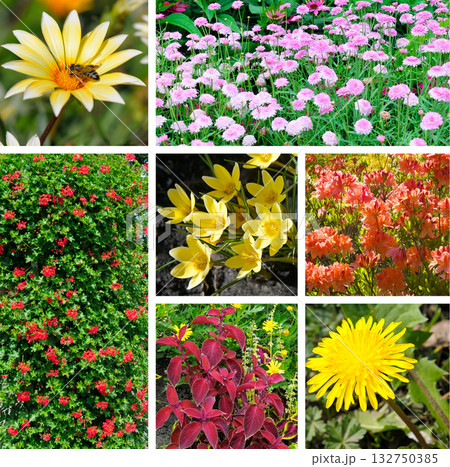 Collage of Diverse Colorful Flowers and Plants in a Garden Collage of Diverse Colorful Flowers and Plants in a Garden 132750385