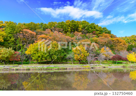 いにしえの里歴史公園　見事な紅葉 132750460