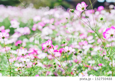 公園のコスモス畑 132750488