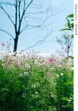 公園のコスモス畑 132750502