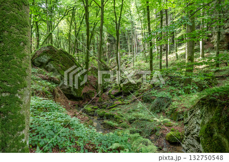 Beautiful green forest Hiking path with Sandstone chalk rock formations in Berdorf Mullerthal Luxembourg 132750548