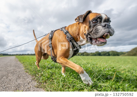 Playful young purebred golden german boxer dog puppy playing outdoor on a sunny day Playful young purebred golden german boxer dog puppy playing outdoor on a sunny day 132750592
