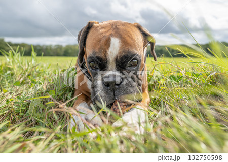 Playful young purebred golden german boxer dog puppy playing outdoor on a sunny day Playful young purebred golden german boxer dog puppy playing outdoor on a sunny day 132750598