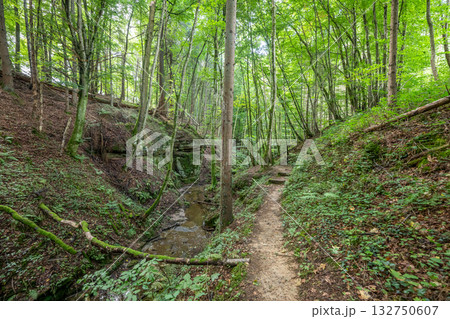 Beautiful green forest Hiking path with Sandstone chalk rock formations in Berdorf Mullerthal Luxembourg Beautiful green forest Hiking path with Sandstone chalk rock formations in Berdorf Mullerthal Luxembourg 132750607