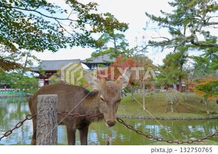 東大寺大仏殿の前の鏡池のほとりで錆びた鎖を噛む奈良公園の鹿【11月】 132750765