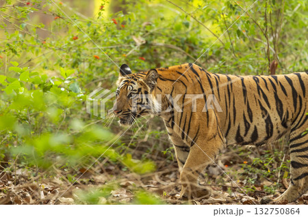 wild indian female bengal tiger or panthera tigris side walk in natural green background in winter morning wildlife jungle safari at bandhavgarh national park forest reserve madhya pradesh india asia 132750864