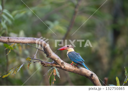 stork billed kingfisher or tree kingfisher Pelargopsis capensis bird perch in natural green background during summer season safari at jim corbett national park forest tiger reserve uttarakhand india stork billed kingfisher or tree kingfisher Pelargopsis capensis bird perch in natural green background during summer season safari at jim corbett national park forest tiger reserve uttarakhand india 132750865