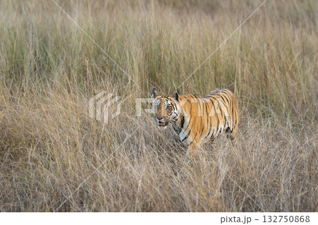 wild female bengal tiger or panthera tigris bandhavgarh national park forest reserve madhya pradesh india tigress walking camouflaged hiding her body in dry grassland for hunt in summer season safari 132750868