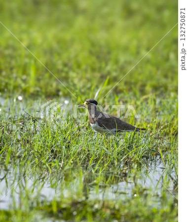 Yellow wattled lapwing or Vanellus malabaricus portrait in natural green grass in winter morning season safari at wetland of keoladeo national park or bharatpur bird sanctuary rajasthan india 132750871