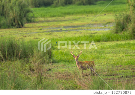 wild male Barasingha or Rucervus duvaucelii or Swamp deer elusive vulnerable animal species in natural scenic grassland background kanha national park forest tiger reserve madhya pradesh india asia 132750875