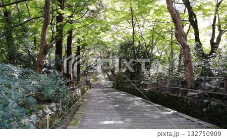 紅葉の名所鰐淵寺:色づき始めたもみじ 紅葉の名所鰐淵寺:色づき始めたもみじ 132750909