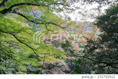 紅葉の名所鰐淵寺：色づき始めたもみじ 132750912
