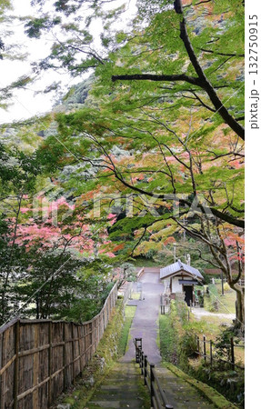 紅葉の名所鰐淵寺:色づき始めたもみじ 紅葉の名所鰐淵寺:色づき始めたもみじ 132750915