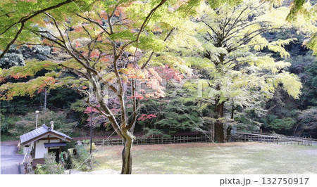 紅葉の名所鰐淵寺:色づき始めたもみじ 紅葉の名所鰐淵寺:色づき始めたもみじ 132750917