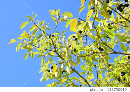 ヒトツバタコ(モクセイ科)の黒い実 ヒトツバタコ(モクセイ科)の黒い実 132750919