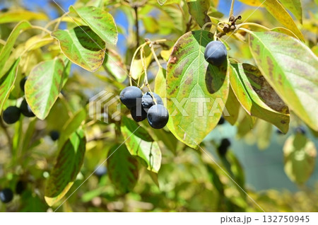 ヒトツバタコ(モクセイ科)の黒い実 ヒトツバタコ(モクセイ科)の黒い実 132750945