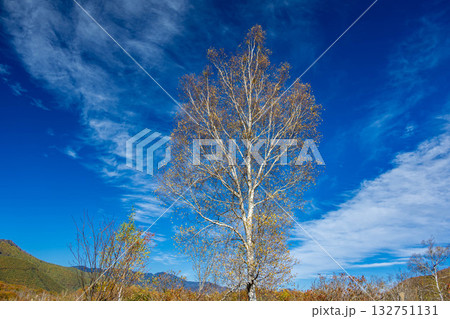 秋の流れる雲と白樺 132751131