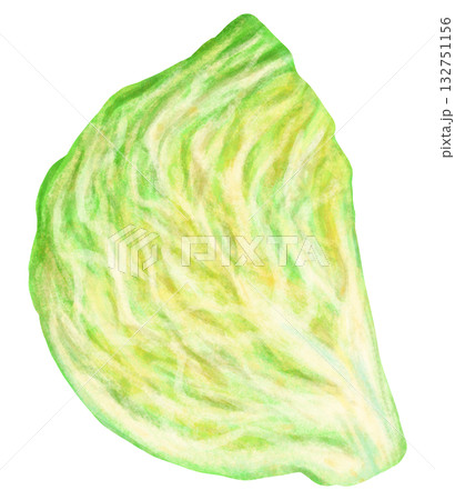 キャベツの断面のイラスト 132751156