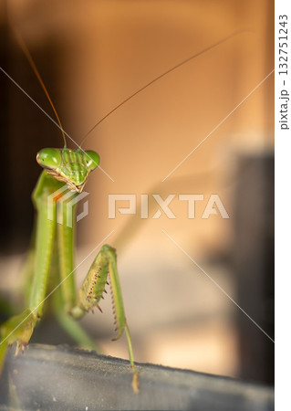 獲物を待つカマキリ 132751243