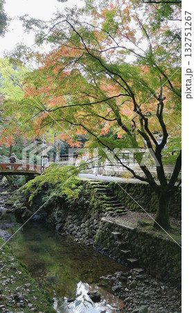 紅葉の名所鰐淵寺:色づき始めたもみじ 紅葉の名所鰐淵寺:色づき始めたもみじ 132751267