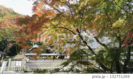 紅葉の名所鰐淵寺:色づき始めたもみじ 紅葉の名所鰐淵寺:色づき始めたもみじ 132751269