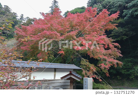 紅葉の名所鰐淵寺：色づき始めたもみじ 132751270