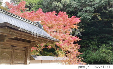 紅葉の名所鰐淵寺：色づき始めたもみじ 132751271