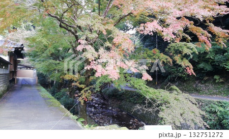 紅葉の名所鰐淵寺:色づき始めたもみじ 紅葉の名所鰐淵寺:色づき始めたもみじ 132751272