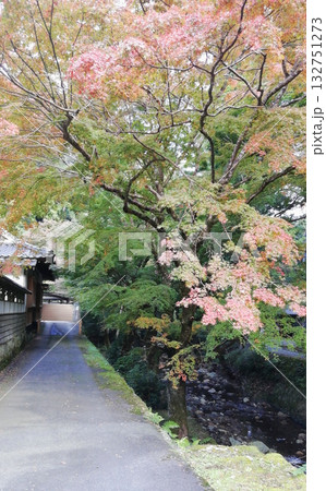 紅葉の名所鰐淵寺:色づき始めたもみじ 紅葉の名所鰐淵寺:色づき始めたもみじ 132751273