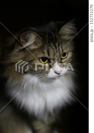 猫 猫 132751276