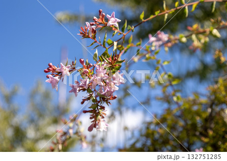 アベリアの花 132751285