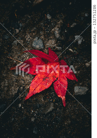 紅葉 132751286