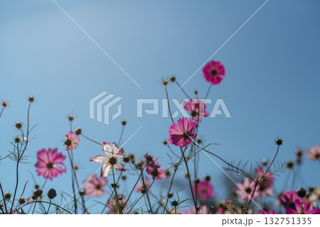 ふなばしアンデルセン公園の美しいコスモス ふなばしアンデルセン公園の美しいコスモス 132751335