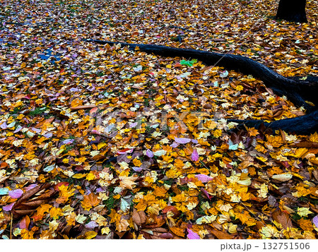 紅葉の美しい永山記念公園 紅葉の美しい永山記念公園 132751506