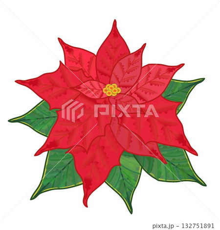 ポインセチアのシンプルなデザイン 132751891
