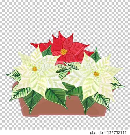 花盆裡種著一品紅 花盆裡種著一品紅 132752111