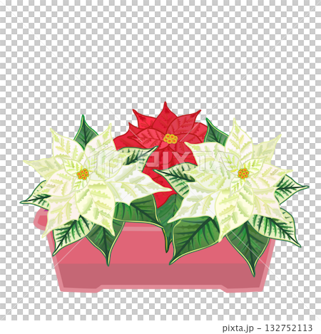 花盆裡種著一品紅 花盆裡種著一品紅 132752113