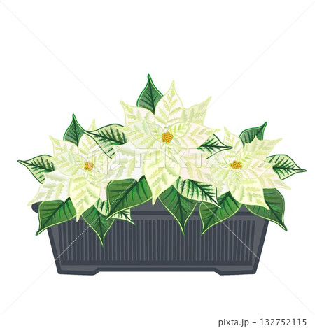 プランターに植えられたポインセチア 132752115