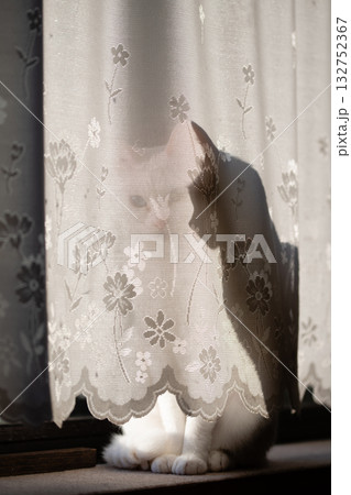 カーテンの裏に居る猫と猫の影 132752367