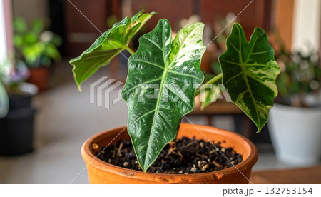 Alocasia variegated in the tree pot 132753154