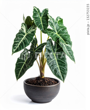 Alocasia variegated in the tree pot 132753155