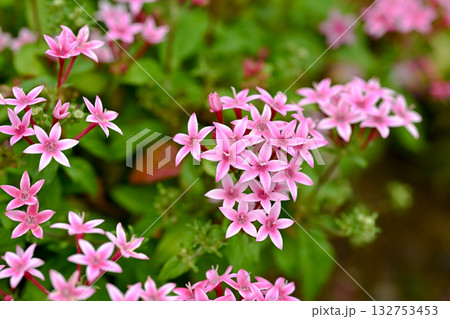 ペンタス ペンタス 132753453