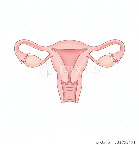 女性器 女性器 132753471