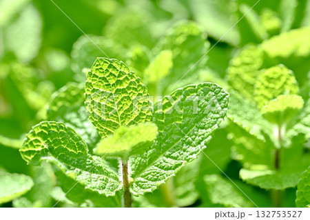 アップルミント アップルミント 132753527