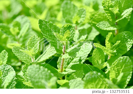 アップルミント 132753531