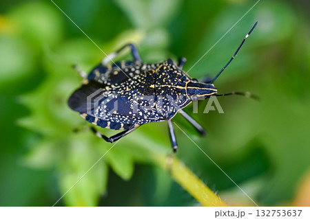 キマダラカメムシ キマダラカメムシ 132753637