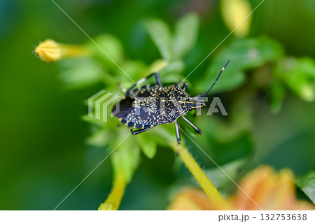 キマダラカメムシ キマダラカメムシ 132753638