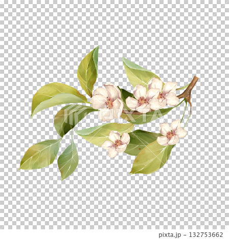 Hand-drawn illustration of delicate white flowers and green leaves on a thin branch 132753662
