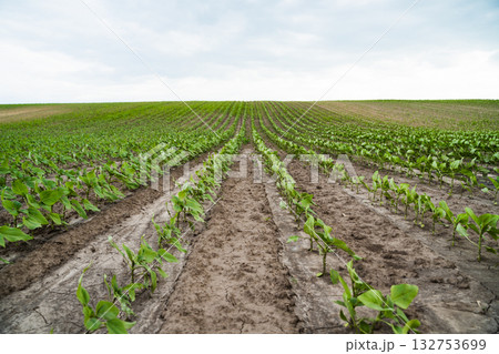 Young sunflower plants growing in rows on farmland under cloudy sky Young sunflower plants growing in rows on farmland under cloudy sky 132753699